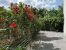 house 10 Rooms for sale on ANGERS (49000)