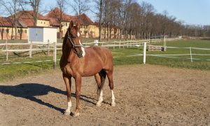 Propriétés équestres