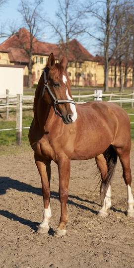 Propriétés équestres